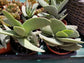 Crassula Propeller (4" Pot) - Beaultiful Desert Plants 