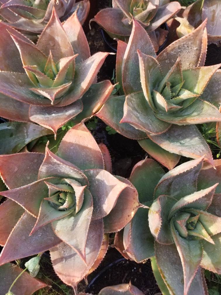 Aloe Striata Hybrid - Beaultiful Desert Plants 