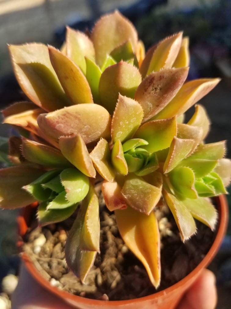 Aeonium Decorum Coopery (5" Pot) - Beaultiful Desert Plants 