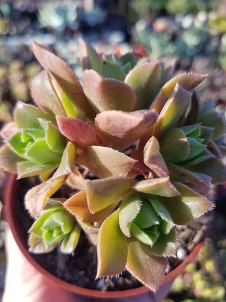 Aeonium Decorum Coopery (5" Pot) - Beaultiful Desert Plants 