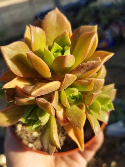 Aeonium Decorum Coopery (5" Pot) - Beaultiful Desert Plants 