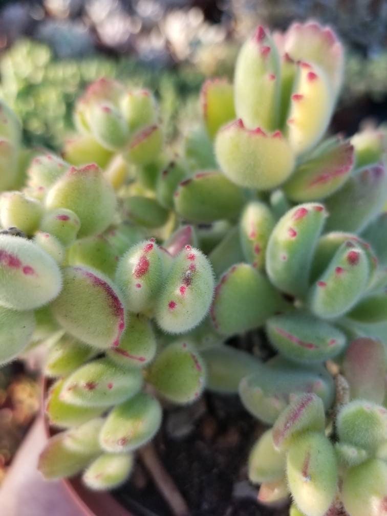 variegated bear paw succulent care Variegated Cotyledon Tomentosa "Variegated Bear's Paw" (4" Pot) – Beaultiful Desert Plants