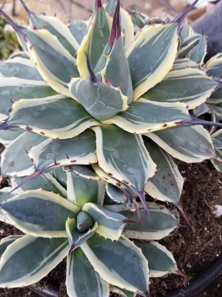 Agave Cream Spike Cluster - Beaultiful Desert Plants 