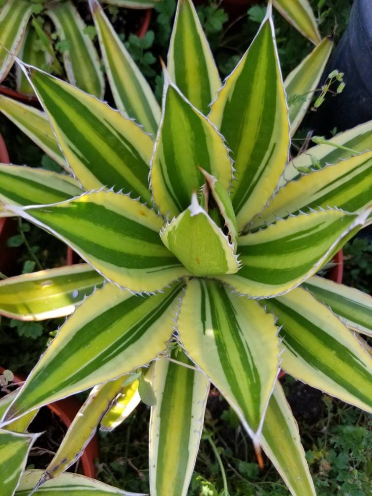 Agave Quadricolor - Beaultiful Desert Plants 