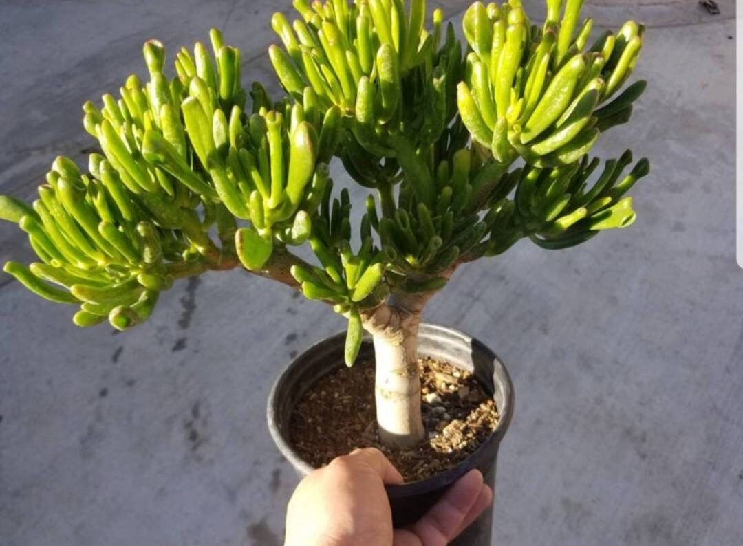 Crassula Ovata Gollum Tree - Beaultiful Desert Plants 