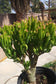 Crassula Ovata Gollum Tree - Beaultiful Desert Plants 