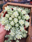 Sedum Morganianum Burro Tail (4" pot) - Beaultiful Desert Plants 