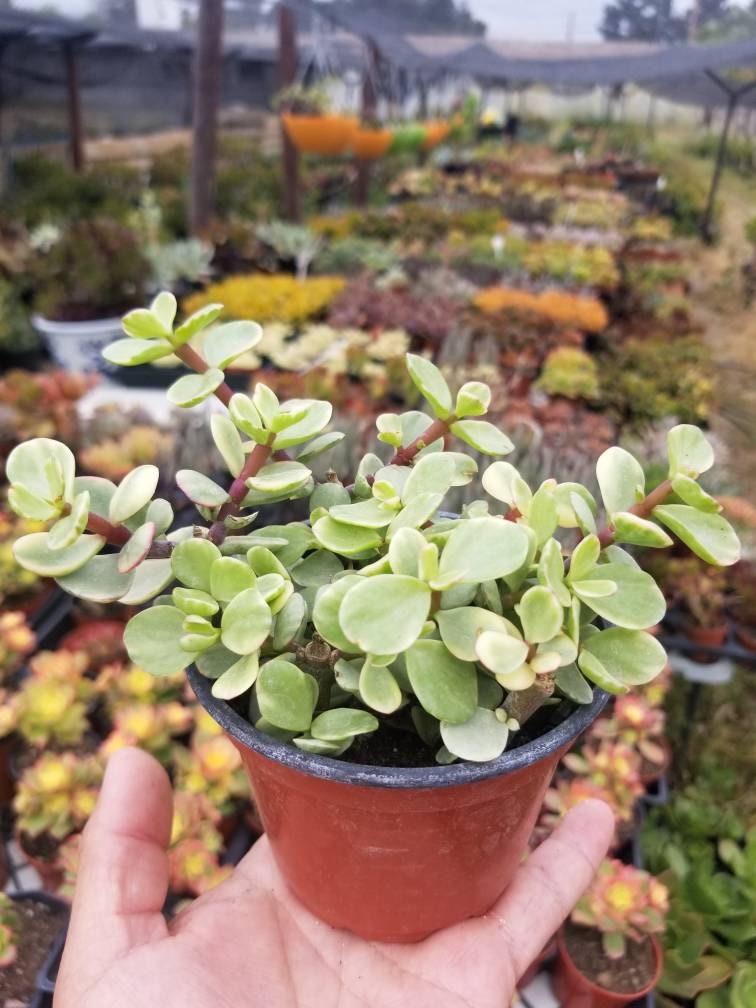variegated elephant bush succulent Variegated Portulacaria Afra "Variegated Elephant Blush" (4"pot)