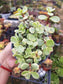 Variegated Portulacaria Afra "Variegated Elephant Blush" (4"pot) - Beaultiful Desert Plants 