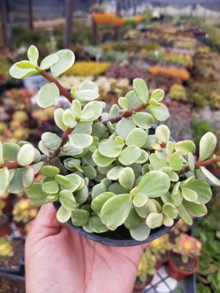 Variegated Portulacaria Afra "Variegated Elephant Blush" (4"pot) - Beaultiful Desert Plants 