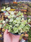 Variegated Portulacaria Afra "Variegated Elephant Blush" (4"pot) - Beaultiful Desert Plants 