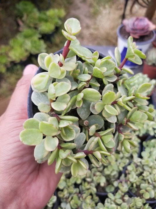 Variegated Portulacaria Afra "Variegated Elephant Blush" (4"pot) - Beaultiful Desert Plants 