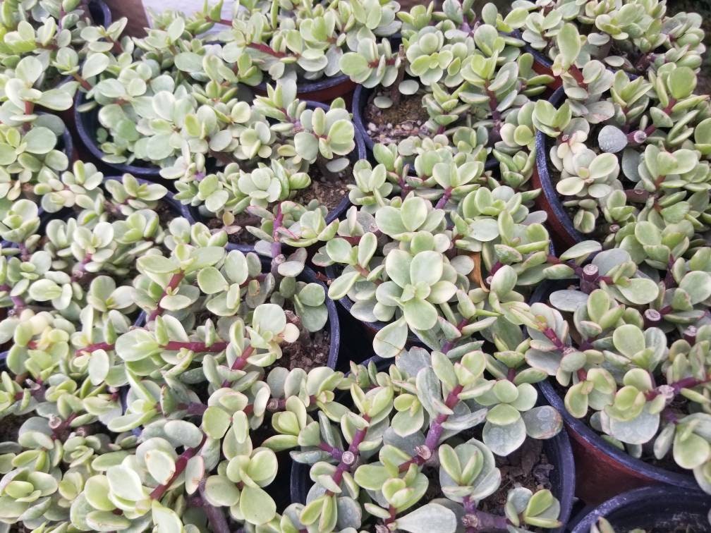 portia succulent plant Variegated Portulacaria Afra "Variegated Elephant Blush" (4"pot) – Beaultiful Desert Plants