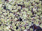 Variegated Portulacaria Afra "Variegated Elephant Blush" (4"pot) - Beaultiful Desert Plants 