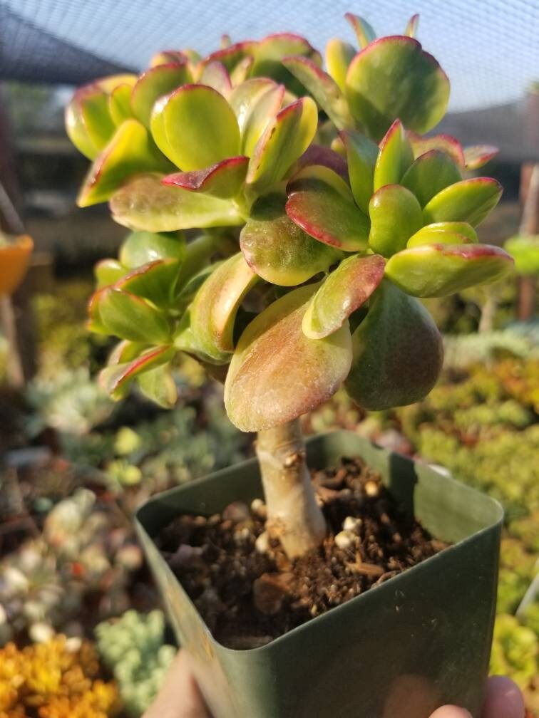 lemon lime jade plant care Crassula ovata cv. Lemon & Lime 5 Plants