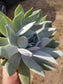 Dudleya Brittonii - Beaultiful Desert Plants 