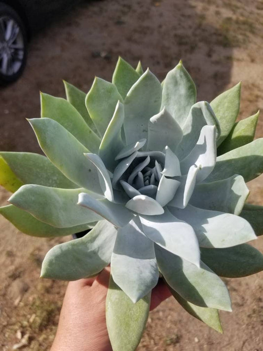 Dudleya Brittonii - Beaultiful Desert Plants 