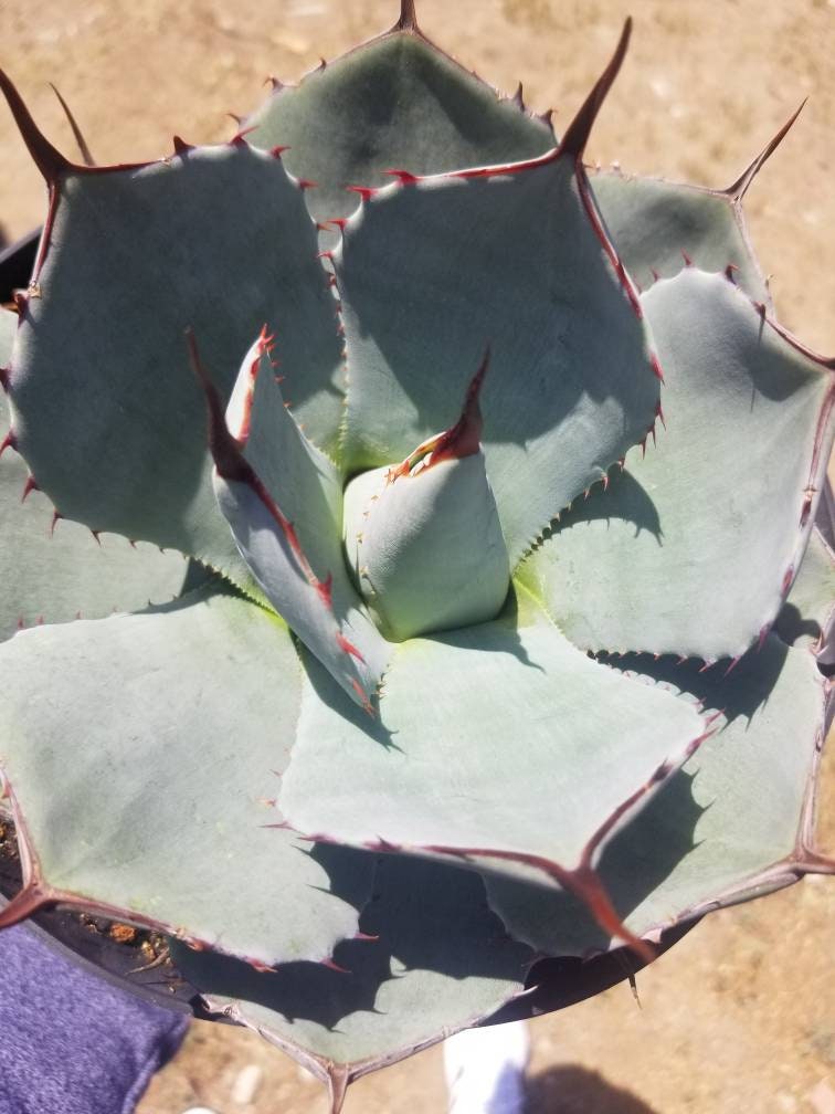 Agave Parryi Truncata - Beaultiful Desert Plants 