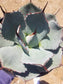 Agave Parryi Truncata - Beaultiful Desert Plants 