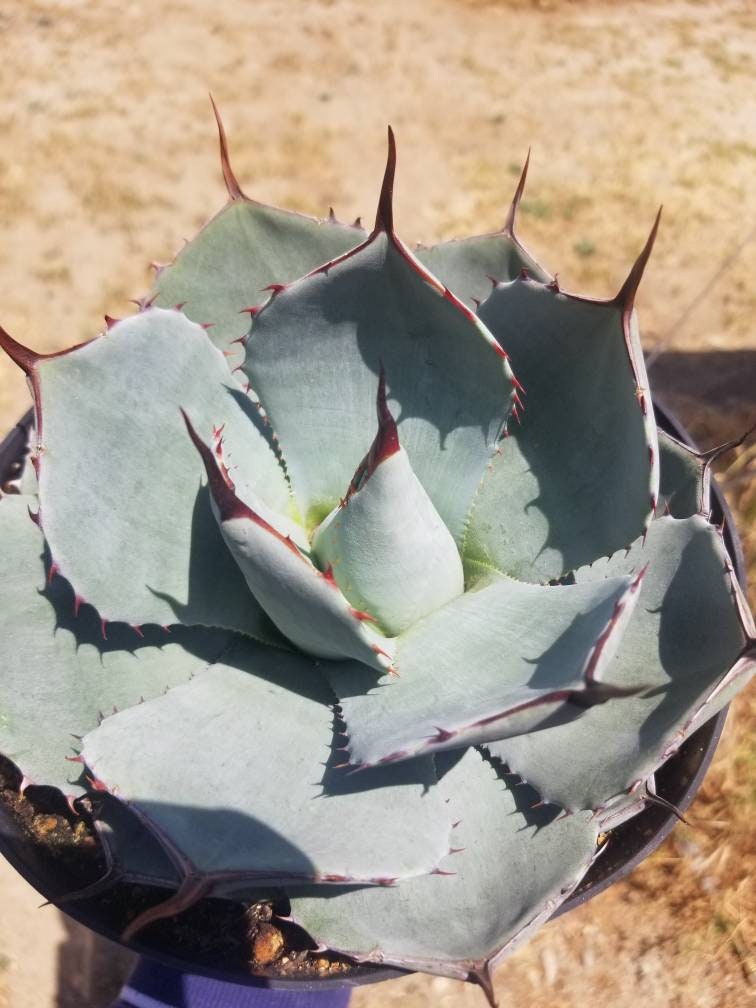 Agave Parryi Truncata - Beaultiful Desert Plants 