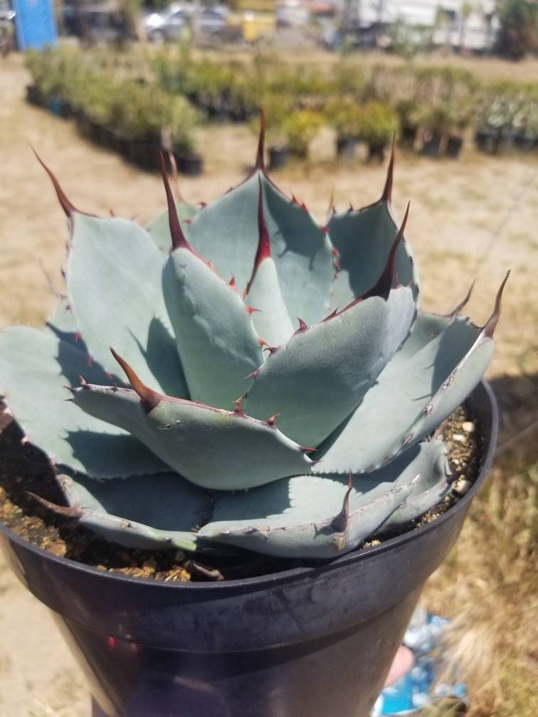 Agave Parryi Truncata - Beaultiful Desert Plants 