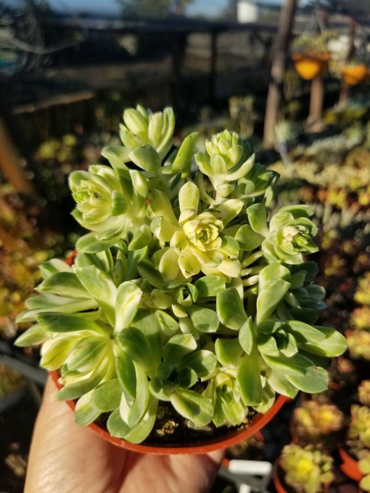 Aeonium Castelo-Paivae Variegata "Suncup" (4" pot) - Beaultiful Desert Plants 