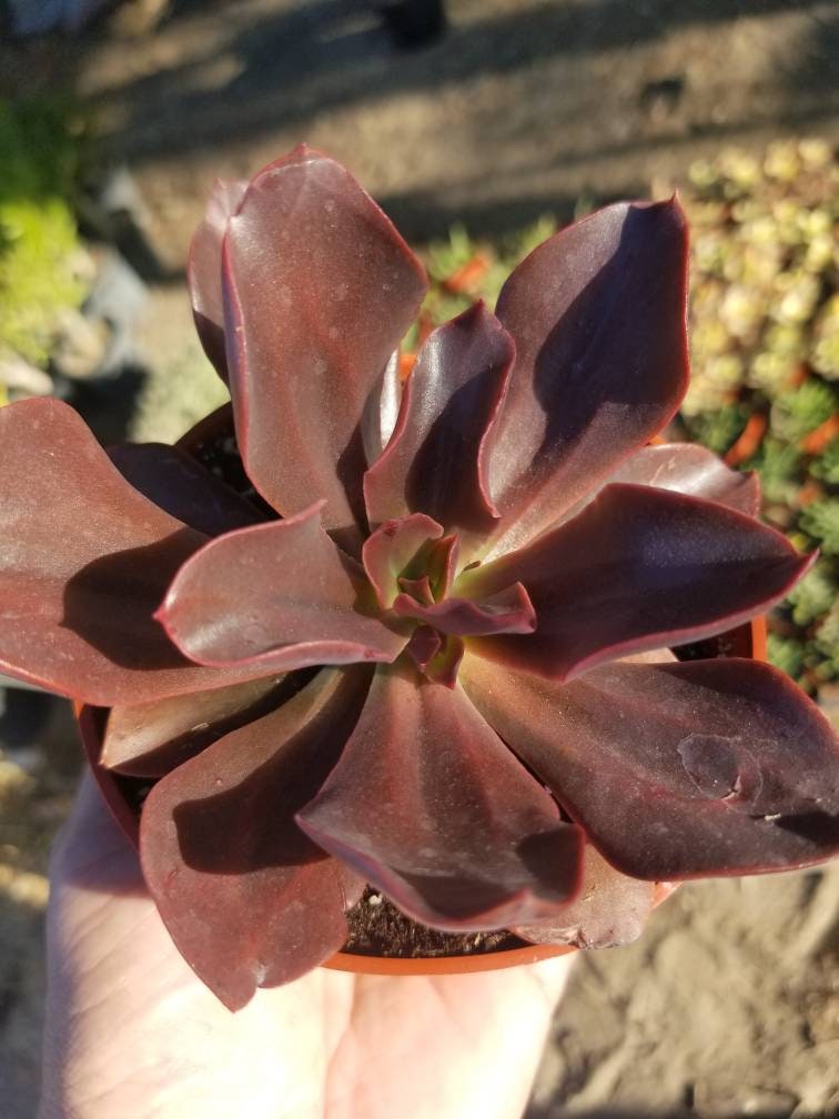 Echeveria Autumn Flame (4" pot) - Beaultiful Desert Plants 