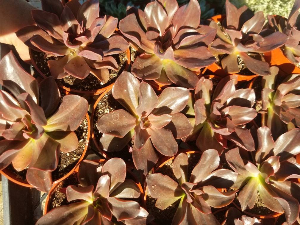 Echeveria Autumn Flame (4" pot) - Beaultiful Desert Plants 