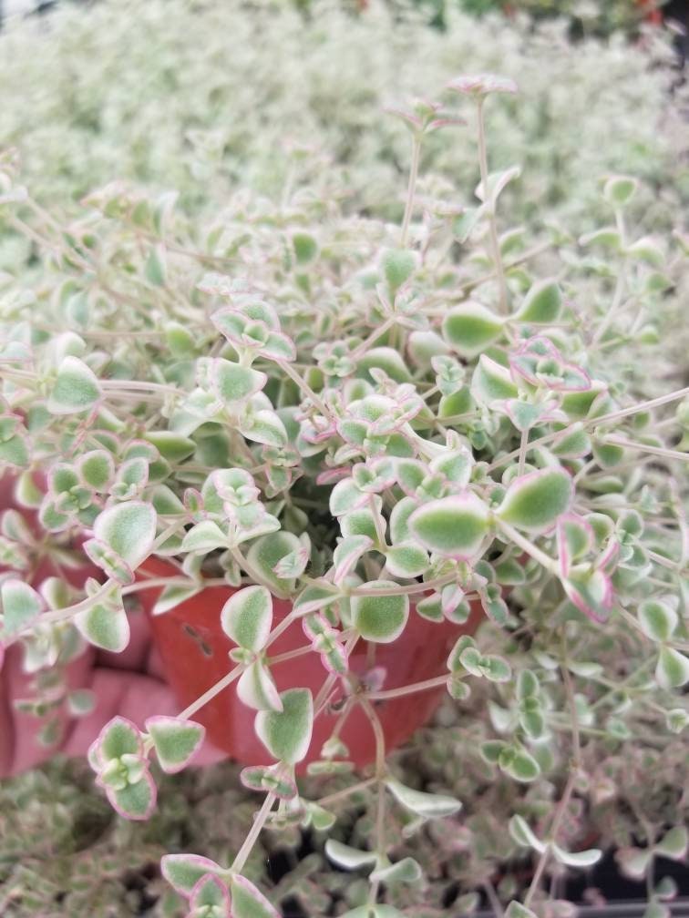little missy succulent Sedum Little Missy Succulent 4 inch by Succulents Box