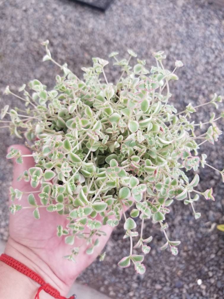 Sedum Little Missy (4" pot) - Beaultiful Desert Plants 