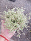 Sedum Little Missy (4" pot) - Beaultiful Desert Plants 