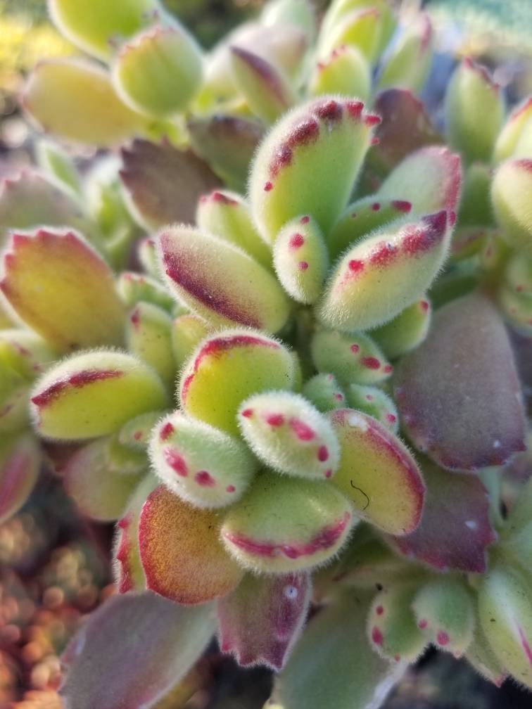 variegated bear paw succulent Variegated Cotyledon Tomentosa "Variegated Bear's Paw" (4" Pot)