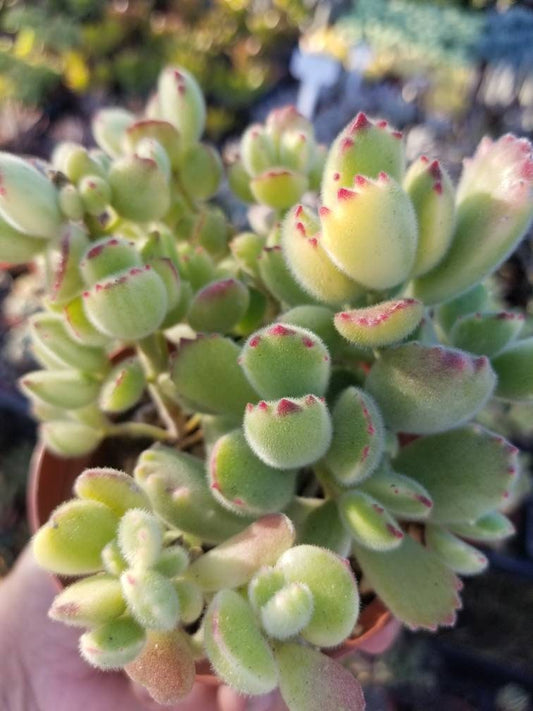 Variegated Cotyledon Tomentosa "Variegated Bear's Paw" (4" Pot) - Beaultiful Desert Plants 