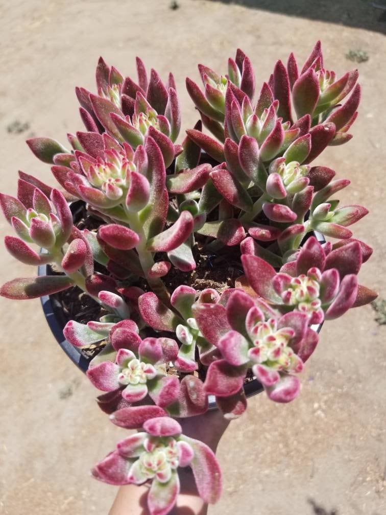 Red Velvet Succulent "Echeveria Pulvinata Rose" - Beaultiful Desert Plants 