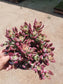 Red Velvet Succulent "Echeveria Pulvinata Rose" - Beaultiful Desert Plants 