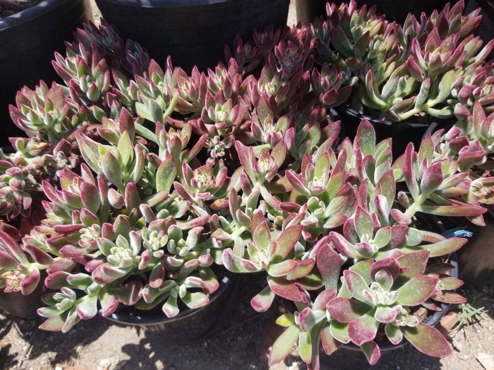 Red Velvet Succulent "Echeveria Pulvinata Rose" - Beaultiful Desert Plants 