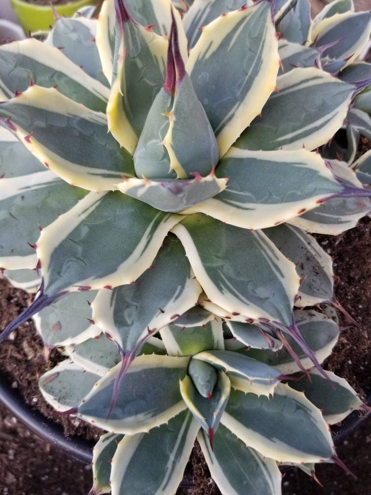 Agave Cream Spike Cluster - Beaultiful Desert Plants 