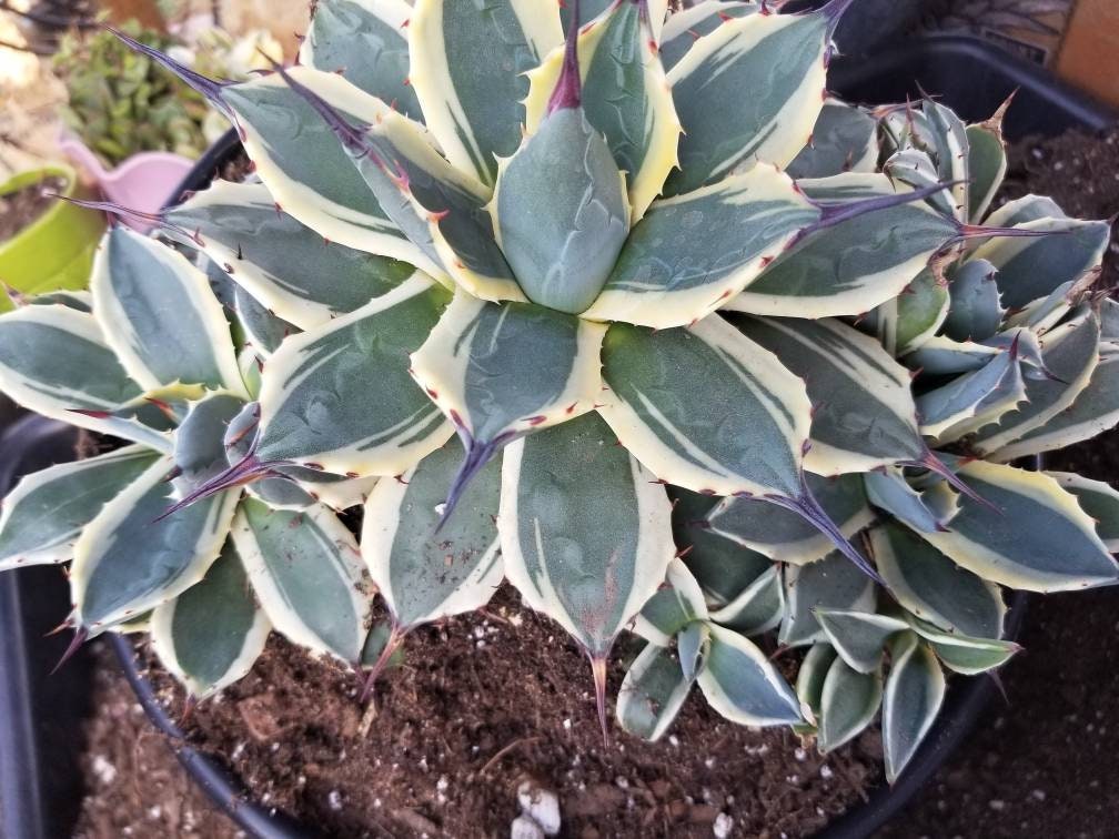 Agave Cream Spike Cluster - Beaultiful Desert Plants 