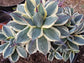 Agave Cream Spike Cluster - Beaultiful Desert Plants 