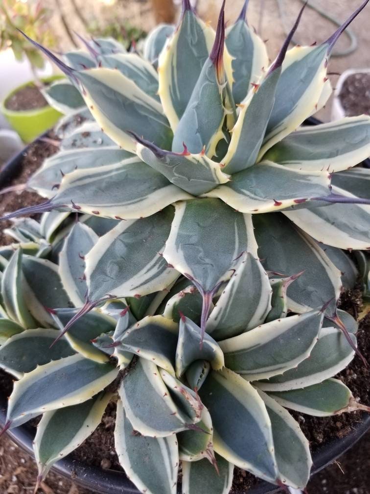 Agave Cream Spike Cluster - Beaultiful Desert Plants 