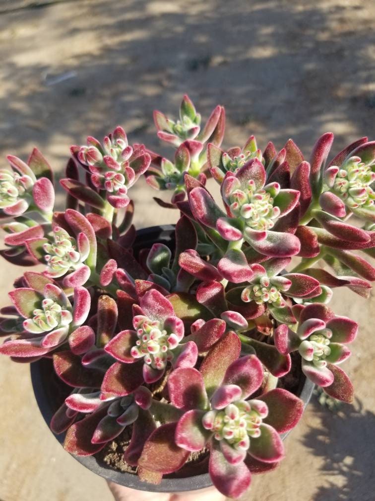 Red Velvet Succulent "Echeveria Pulvinata Rose" - Beaultiful Desert Plants 