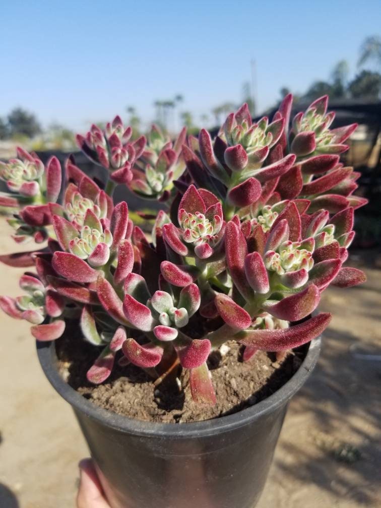desert rose echeveria succulent plant Red Velvet Succulent "Echeveria Pulvinata Rose" – Beaultiful Desert Plants
