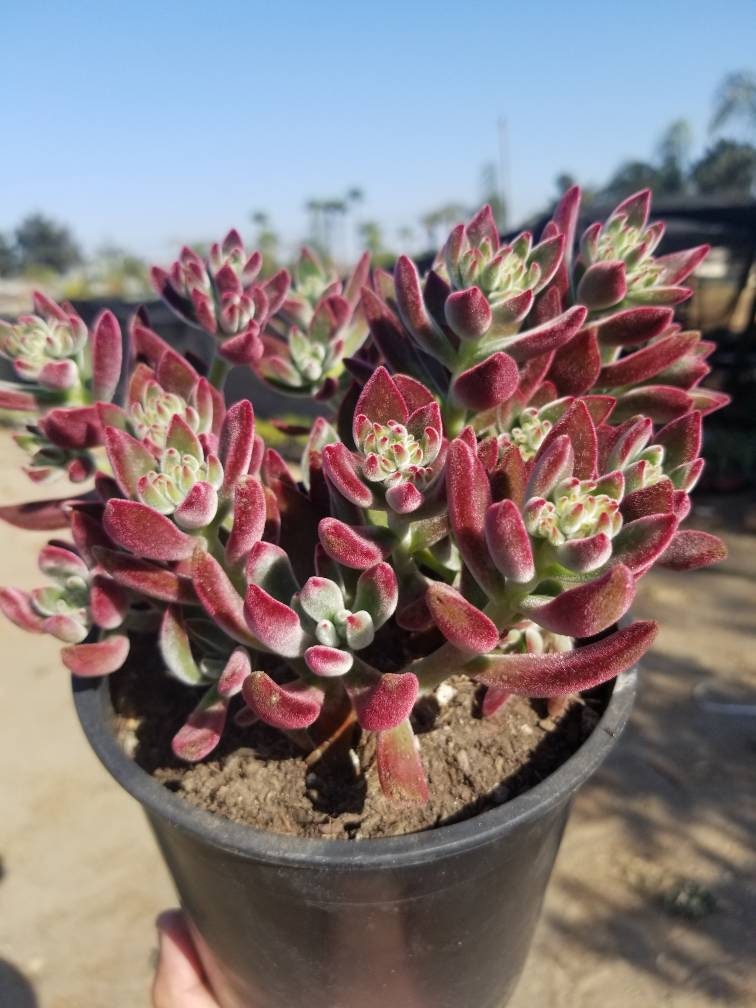 Red Velvet Succulent "Echeveria Pulvinata Rose" - Beaultiful Desert Plants 