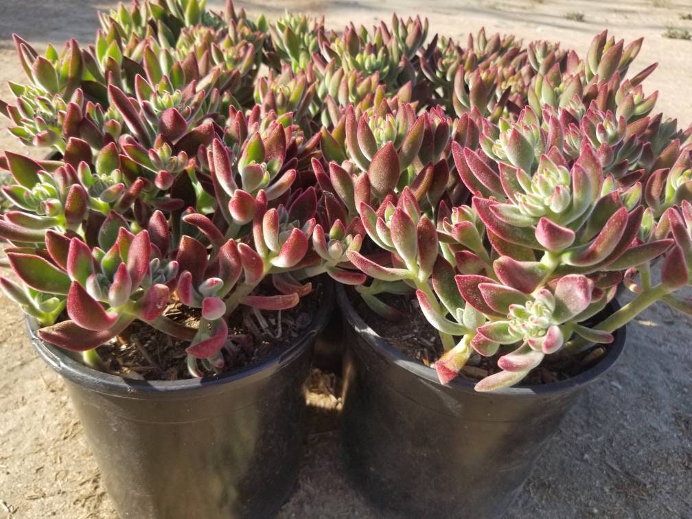 Red Velvet Succulent "Echeveria Pulvinata Rose" - Beaultiful Desert Plants 