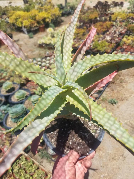 Aloe Arborenscens - Beaultiful Desert Plants 