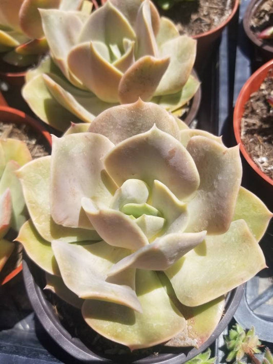 Echeveria Lolita (4" pot) - Beaultiful Desert Plants 