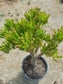 Crassula Ovata Gollum Tree - Beaultiful Desert Plants 