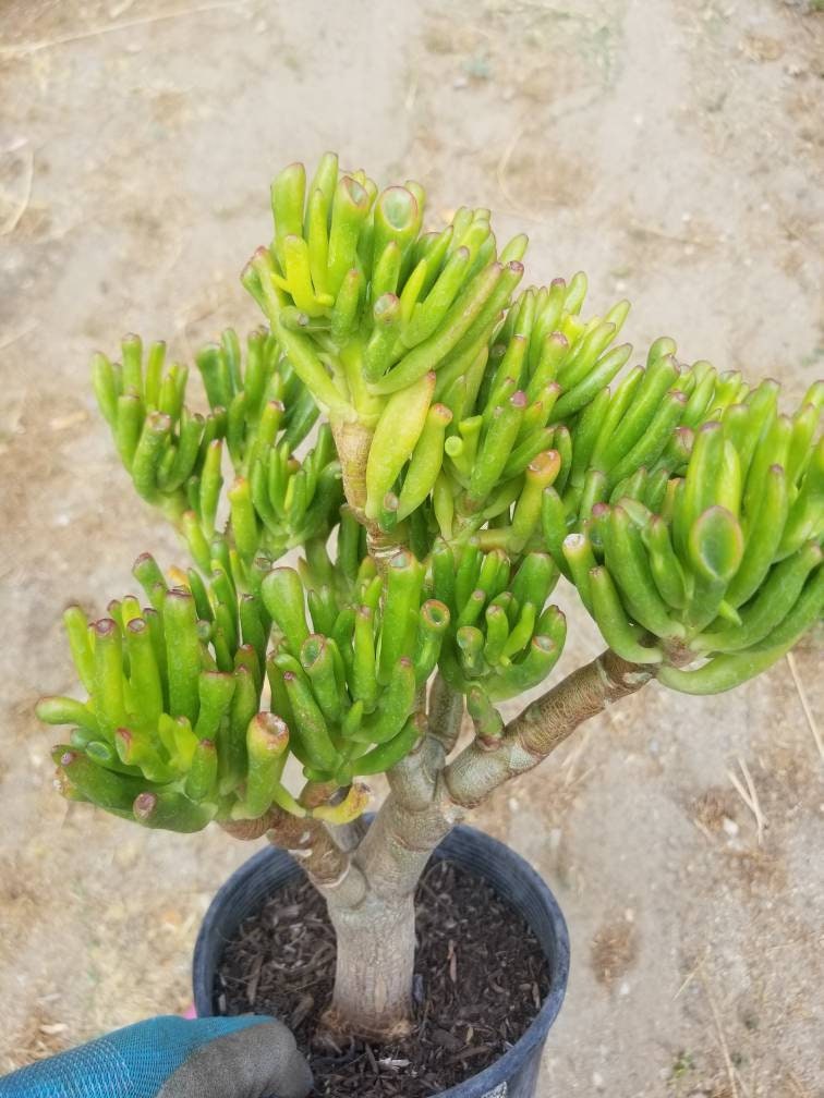gollum vs hobbit jade plant Crassula Ovata Gollum Tree