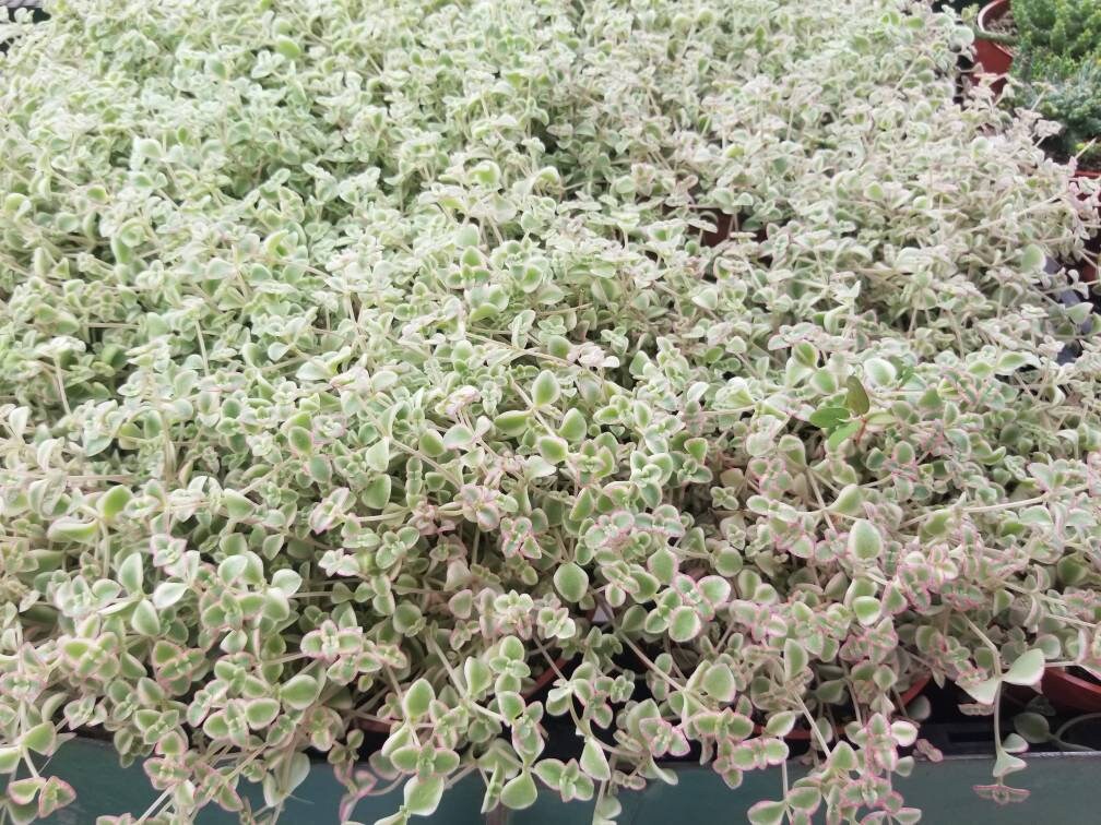 Sedum Little Missy (4" pot) - Beaultiful Desert Plants 