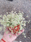 Sedum Little Missy (4" pot) - Beaultiful Desert Plants 